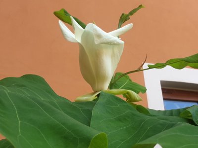 Magnolia macrophylla šácholan velkolistý....